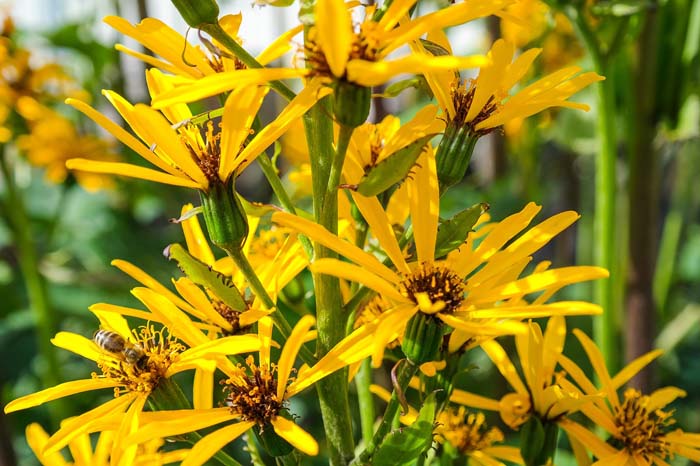 Leopard Plant (Ligularia) #shadelovingperennials #decorhomeideas