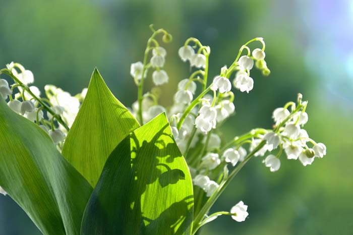 Lily of the Valley Shrub (also known as Japanese Pieris or Andromeda) #shadelovingperennials #decorhomeideas