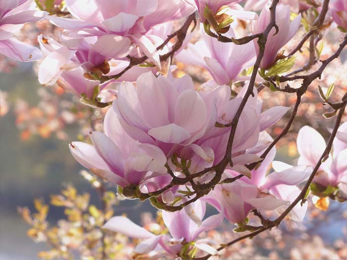 Magnolia #shadelovingperennials #decorhomeideas