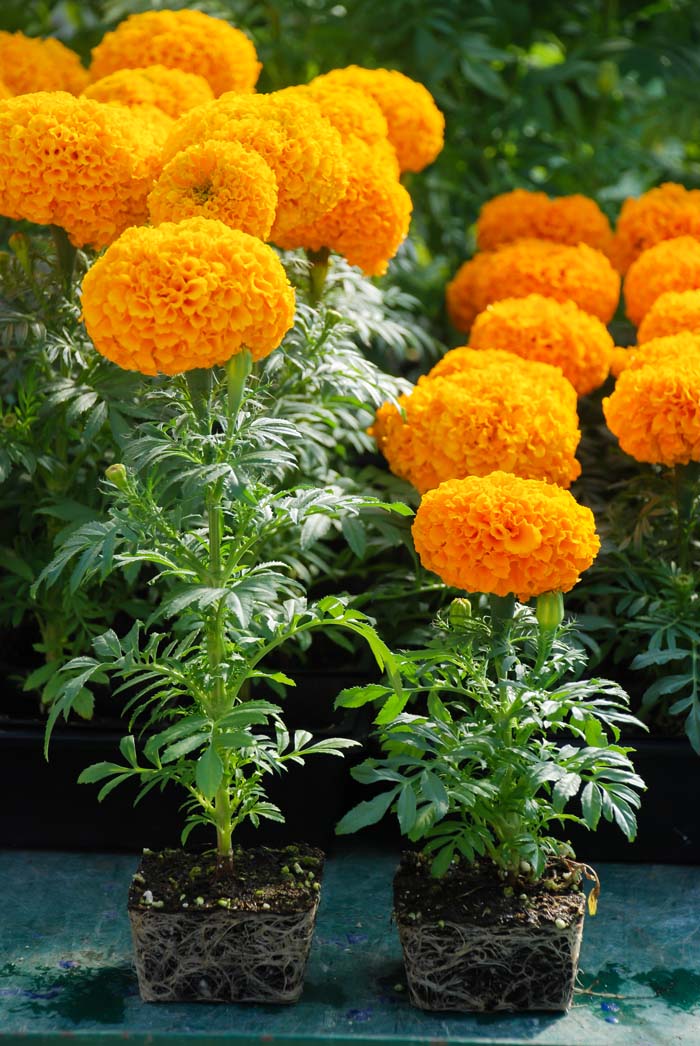 Marigolds #waspsrepellingplants #garden #decorhomeideas
