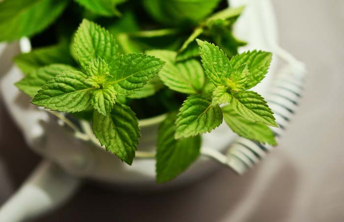 Mint #waspsrepellingplants #garden #decorhomeideas