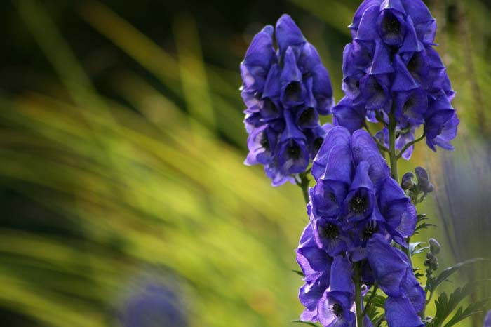 Monkshood (Wolfsbane, Aconitum) #shadelovingperennials #decorhomeideas