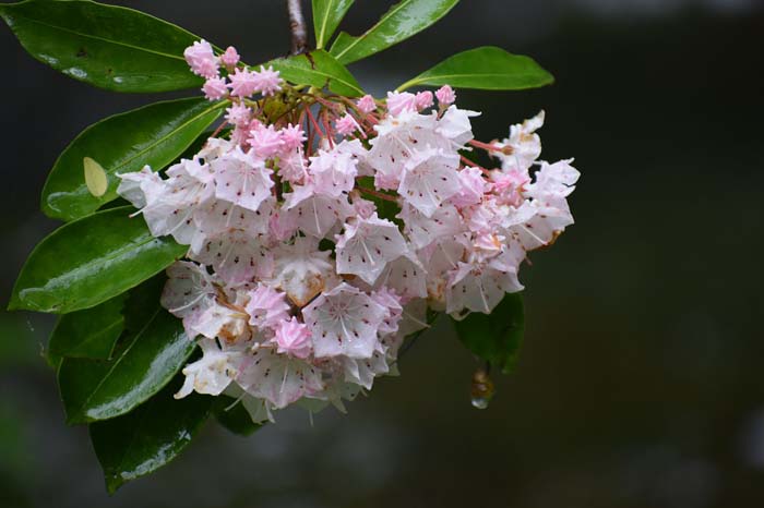 Mountain Laurel #shadelovingperennials #decorhomeideas