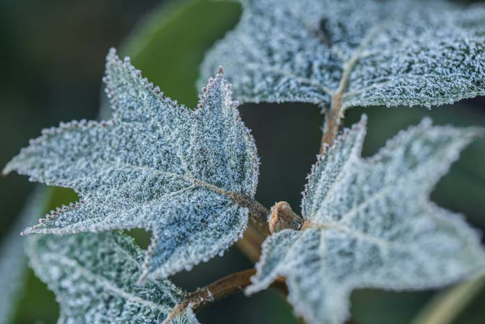 Oakleaf Hydrangea #shadelovingperennials #decorhomeideas