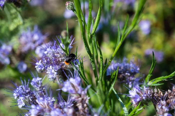 Pennyroyal #waspsrepellingplants #garden #decorhomeideas