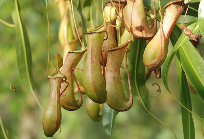 Pitcher Plant #waspsrepellingplants #garden #decorhomeideas