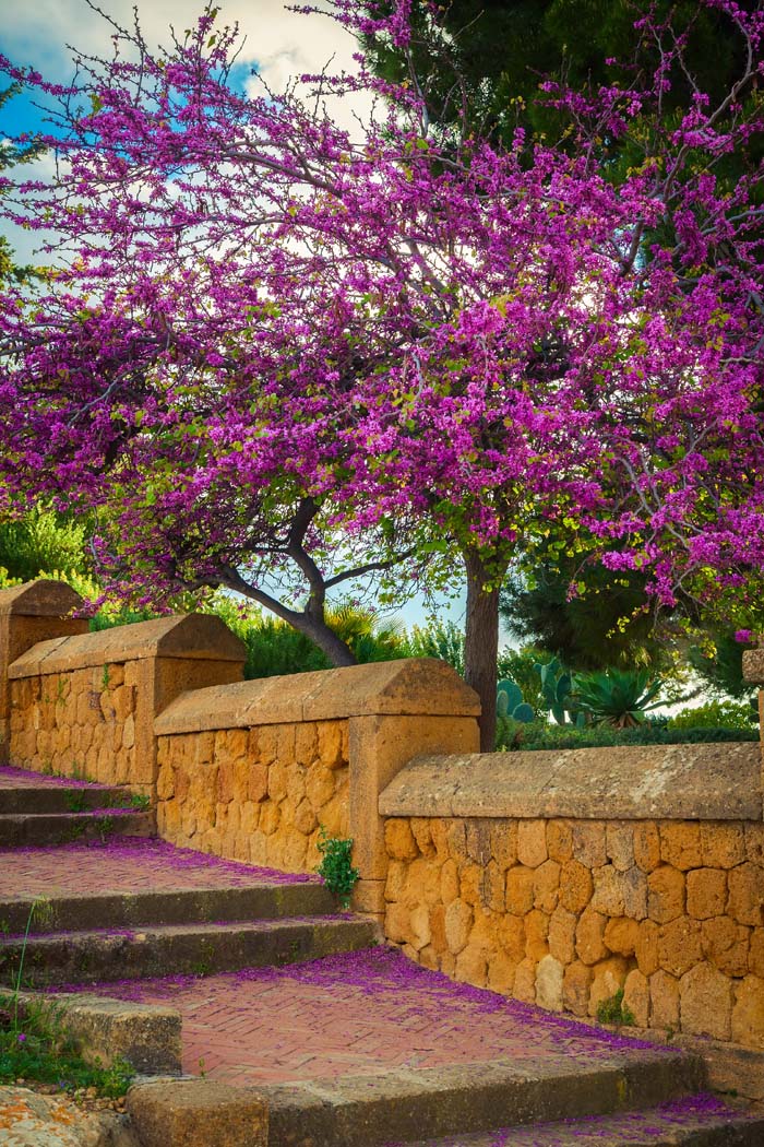 Redbud #shadelovingperennials #decorhomeideas