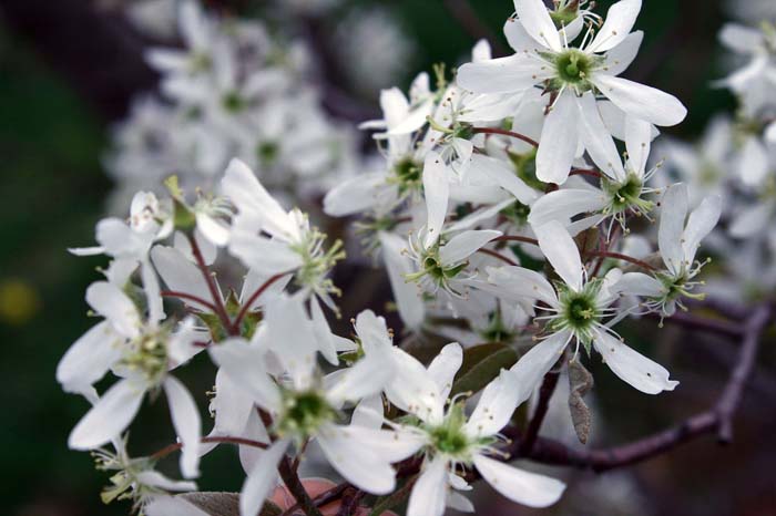 Serviceberry #shadelovingperennials #decorhomeideas