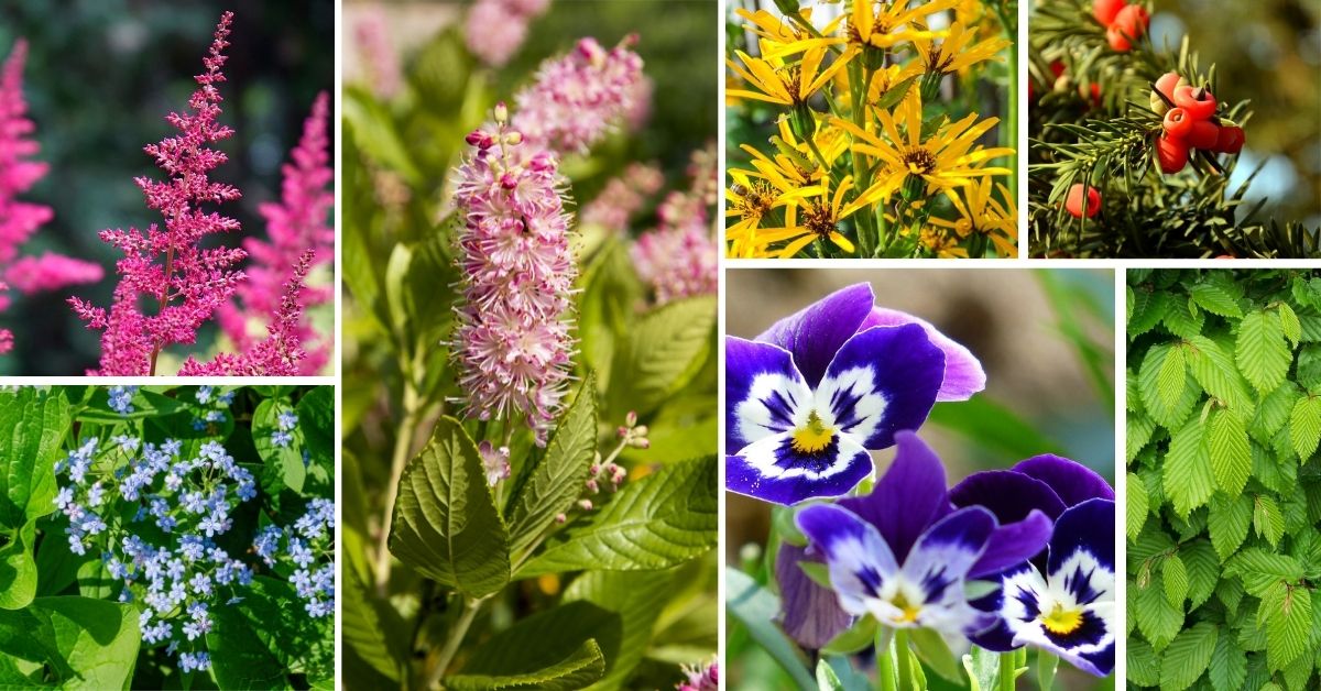 Shade Loving Perennials