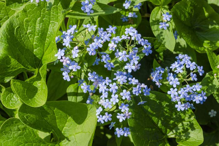 Siberian Bugloss #shadelovingperennials #decorhomeideas