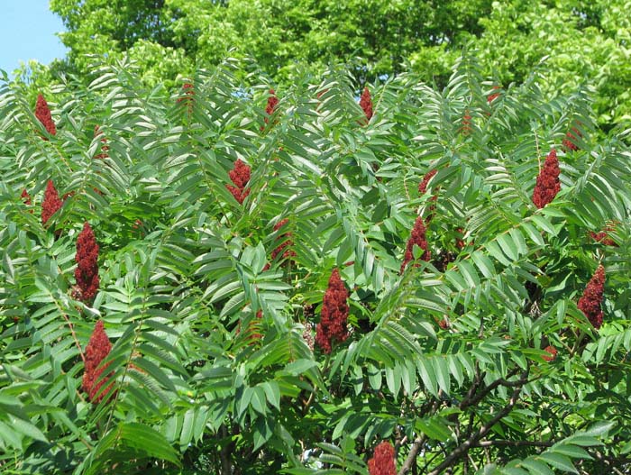 Sumac #shadelovingperennials #decorhomeideas