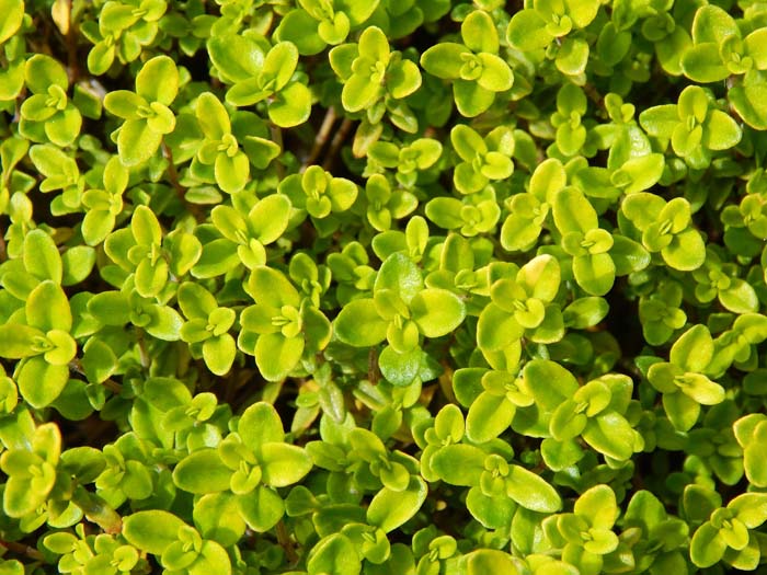 Thyme #waspsrepellingplants #garden #decorhomeideas