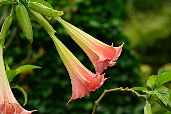 Trumpet Flowers #waspsrepellingplants #garden #decorhomeideas