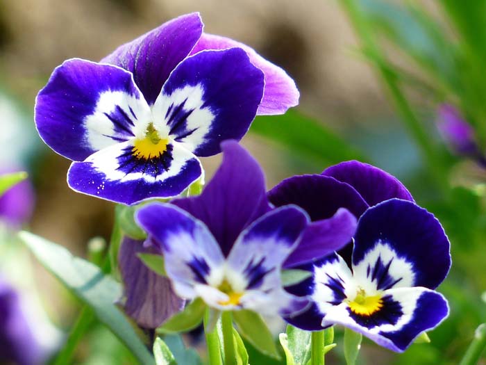 Violas #shadelovingperennials #decorhomeideas