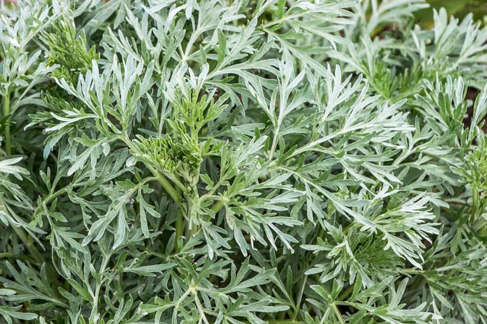 Wormwood #waspsrepellingplants #garden #decorhomeideas