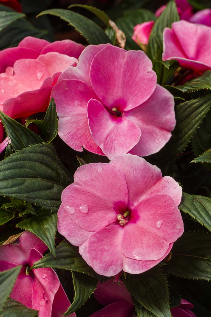 Achimenes #pinkperennials #perennialflower #decorhomeideas