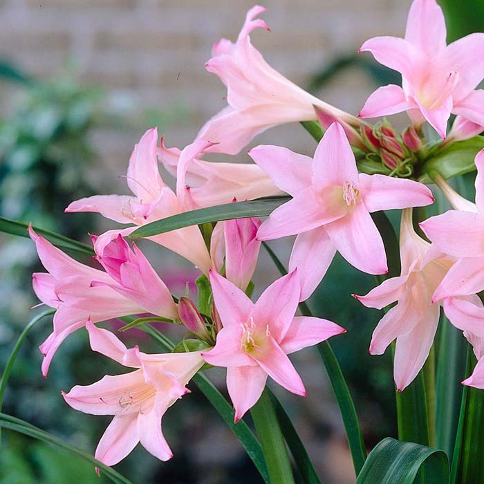 Amarcrinum #pinkperennials #perennialflower #decorhomeideas