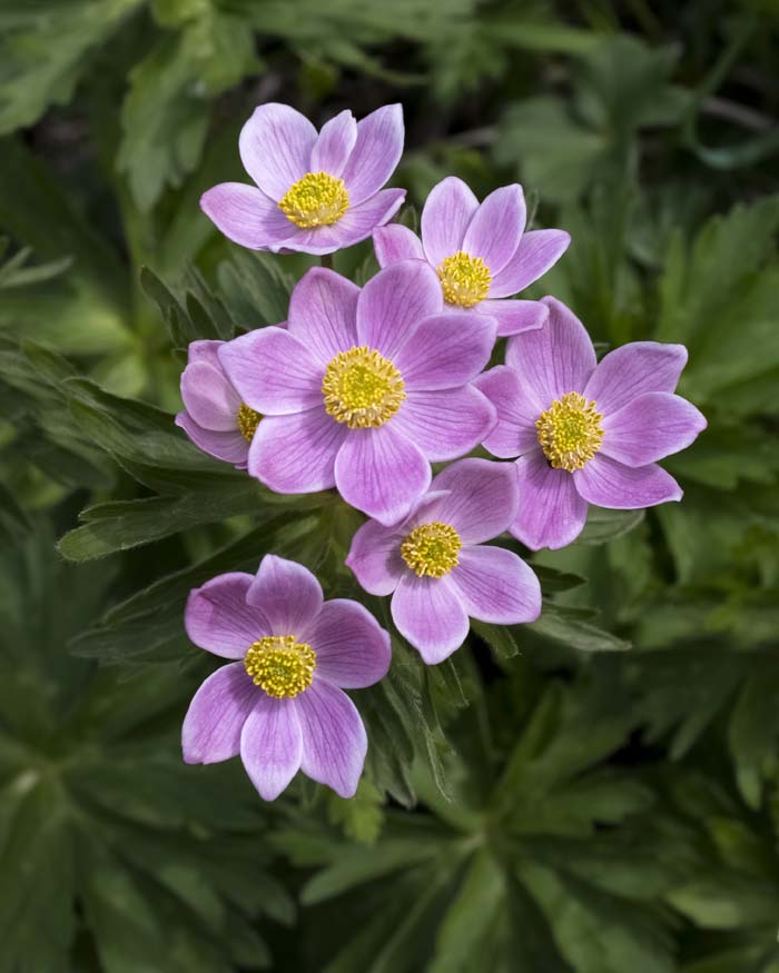 Anemone #pinkperennials #perennialflower #decorhomeideas