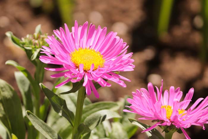 Aster #pinkperennials #perennialflower #decorhomeideas