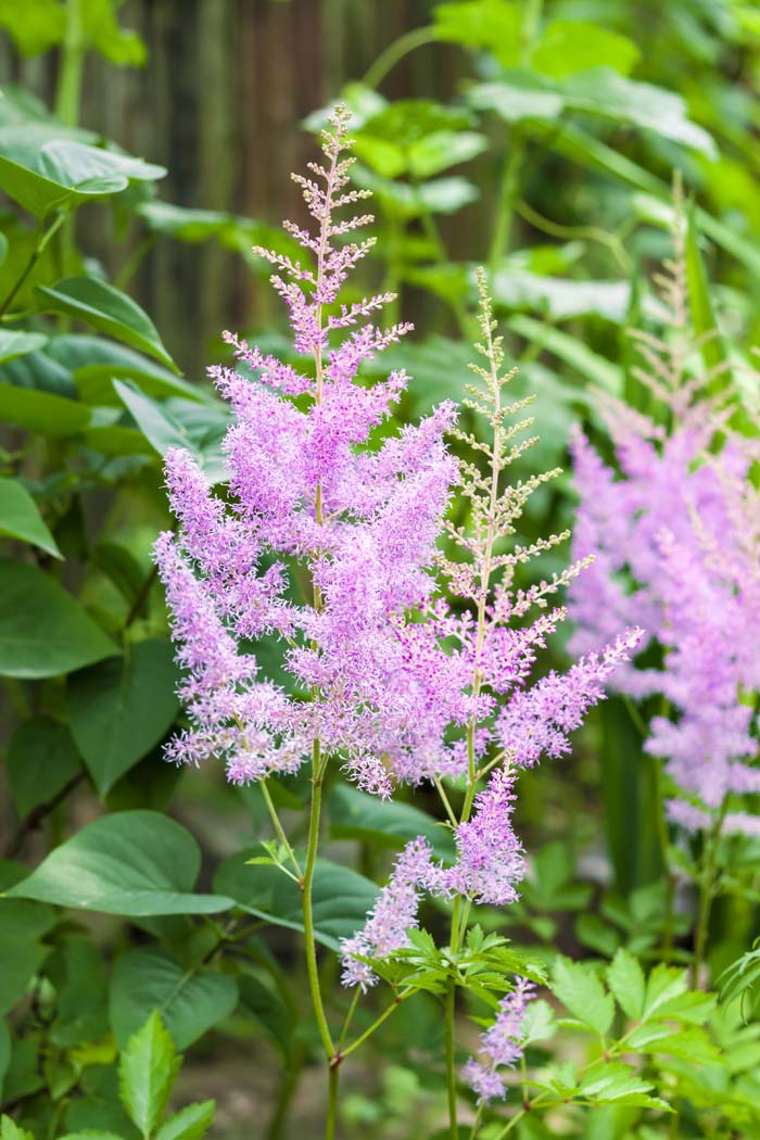 Astilbe #pinkperennials #perennialflower #decorhomeideas