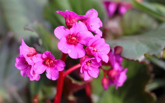 Bergenia #pinkperennials #perennialflower #decorhomeideas