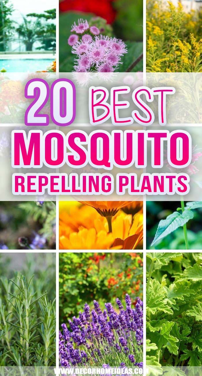 Best Mosquito Repelling Plants. Want to enjoy more time outdoors without being constantly bit by mosquitos? These plants will naturally repel mosquitos and you can grow them in your garden or on your patio. #decorhomeideas