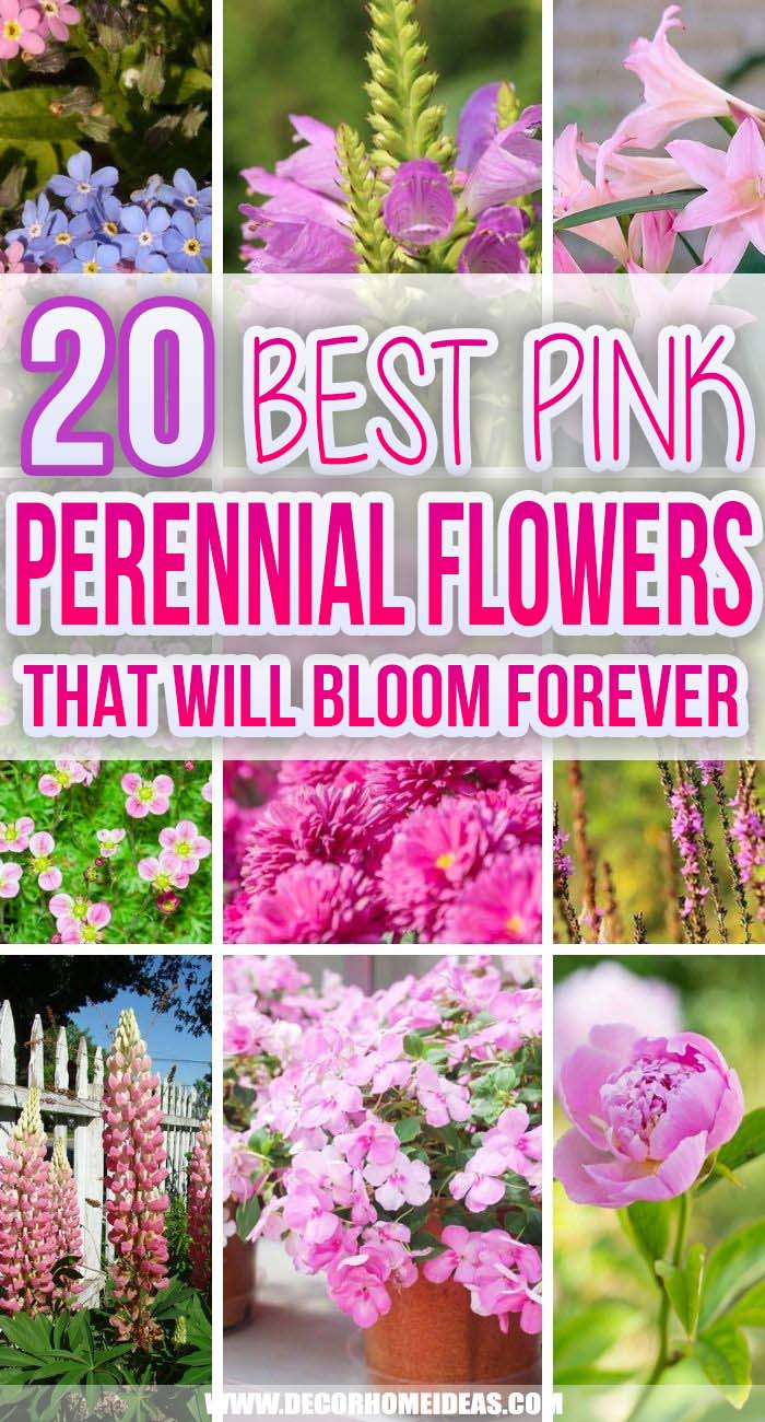 Best Pink Perennial Flowers. Plant these beautiful pink perennials once and enjoy a beautiful garden of perennials throughout the season with divine fragrance all around you. #decorhomeideas