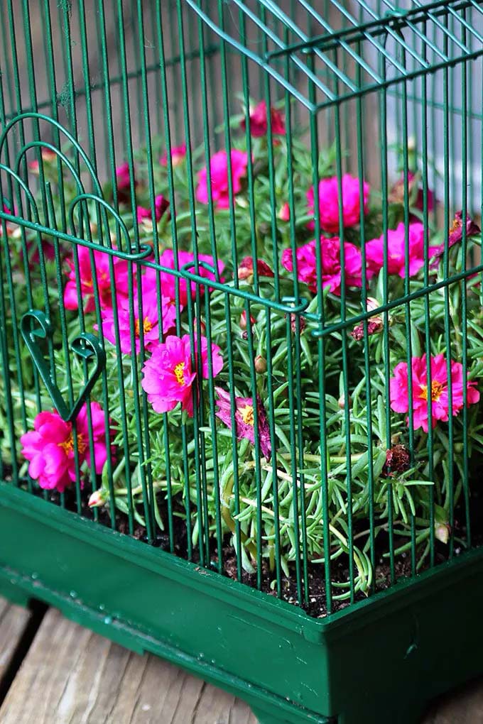 Bird Cage Container Garden #gardenplanter #diygardenplanter #decorhomeideas