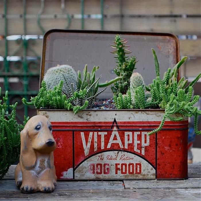 Cacti in a Vintage Tin #repurposedplanter #repurposedcontainer #decorhomeideas