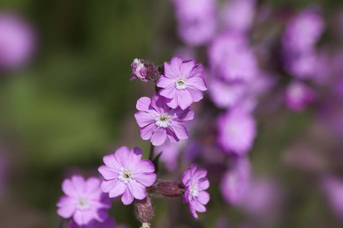 Campions #pinkperennials #perennialflower #decorhomeideas