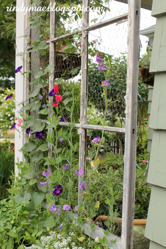 Chicken Wire Trellis #plantsupport #tomatocage #decorhomeideas