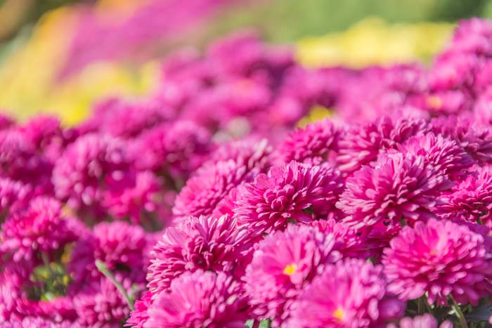 Chrysanthemum #pinkperennials #perennialflower #decorhomeideas