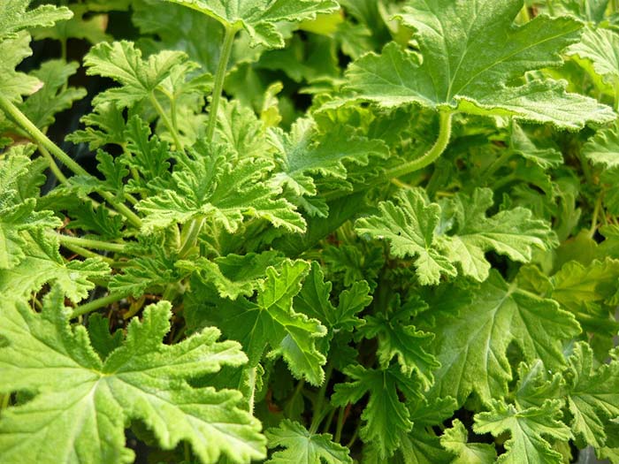 Citronella Geraniums #mosquitorepellingplants #decorhomeideas