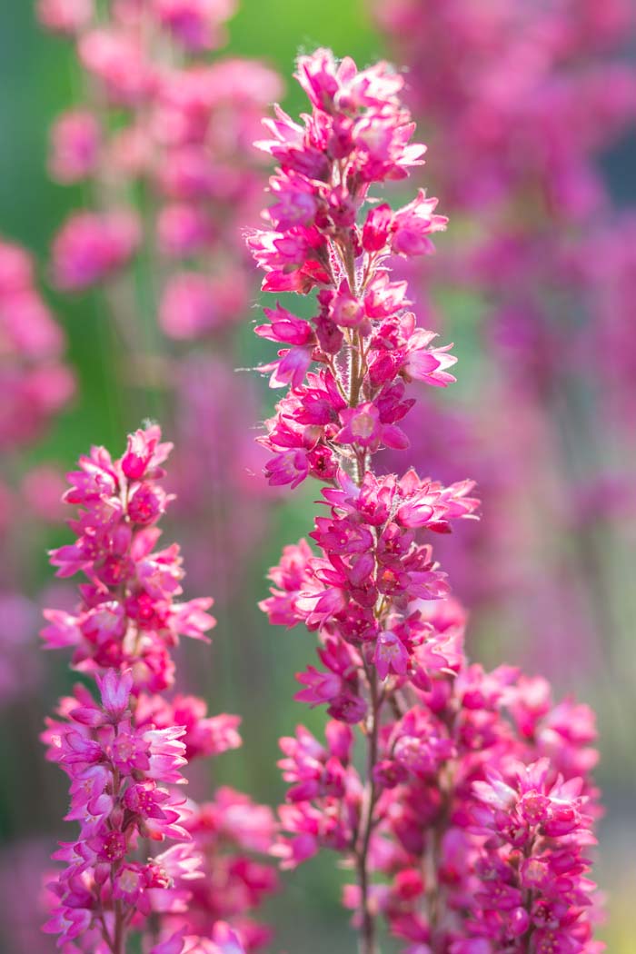 Coral Bells #pinkperennials #perennialflower #decorhomeideas