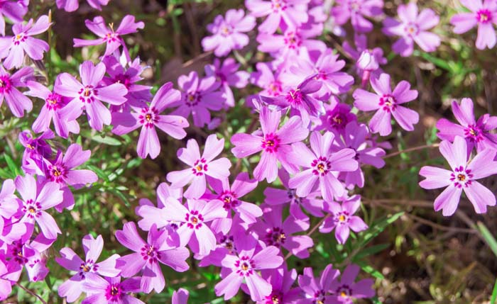 Creeping Phlox Pink Perrenial Flower