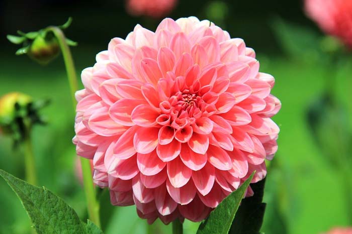 Dahlias #pinkperennials #perennialflower #decorhomeideas