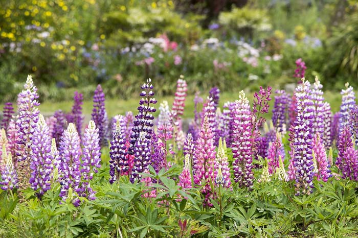 Delphinium #pinkperennials #perennialflower #decorhomeideas