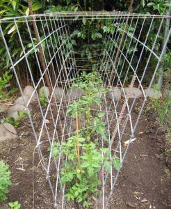 DIY Entire Row Tomato Cage #plantsupport #tomatocage #decorhomeideas