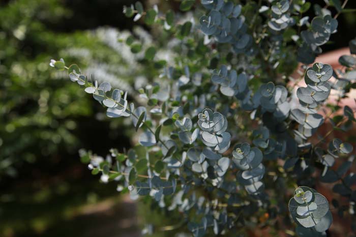 Eucalyptus #mosquitorepellingplants #decorhomeideas