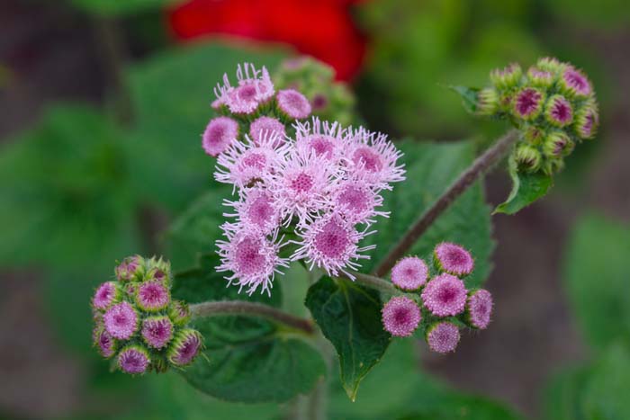 Floss Flower #mosquitorepellingplants #decorhomeideas