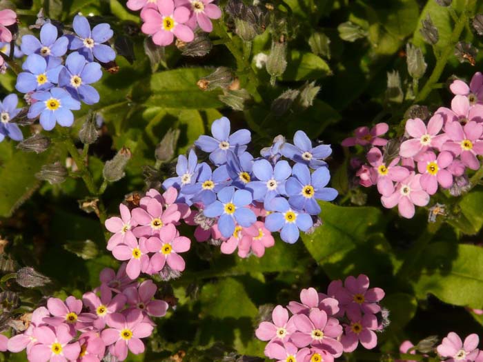 Forget-Me-Not #pinkperennials #perennialflower #decorhomeideas