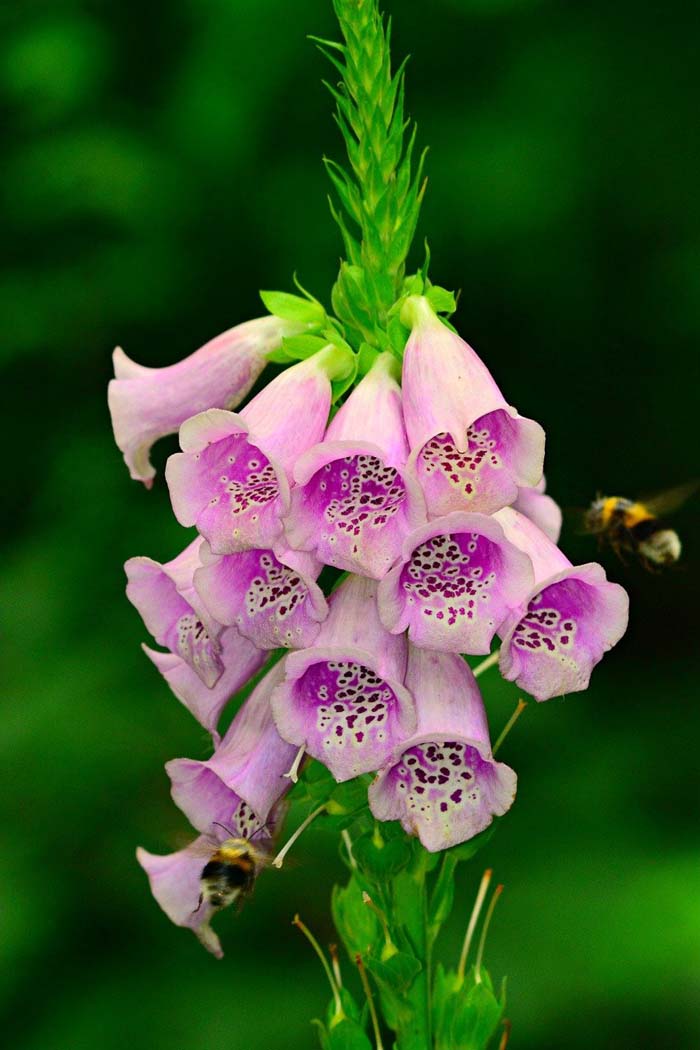 Foxglove #pinkperennials #perennialflower #decorhomeideas