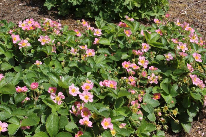 Fragaria #pinkperennials #perennialflower #decorhomeideas