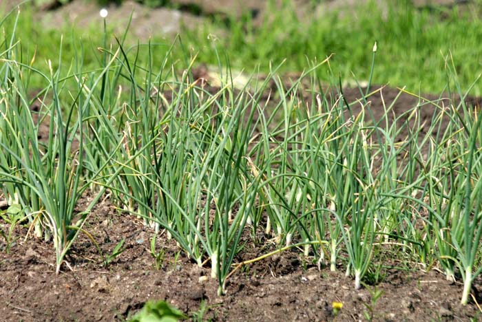Garlic #mosquitorepellingplants #decorhomeideas
