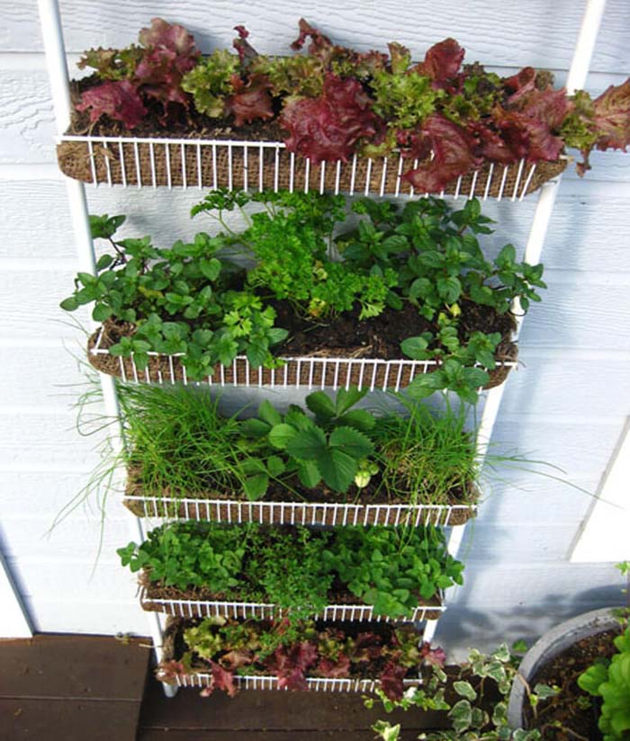 Hanging Vegetable Garden with Lettuce and Strawberries #repurposedplanter #repurposedcontainer #decorhomeideas