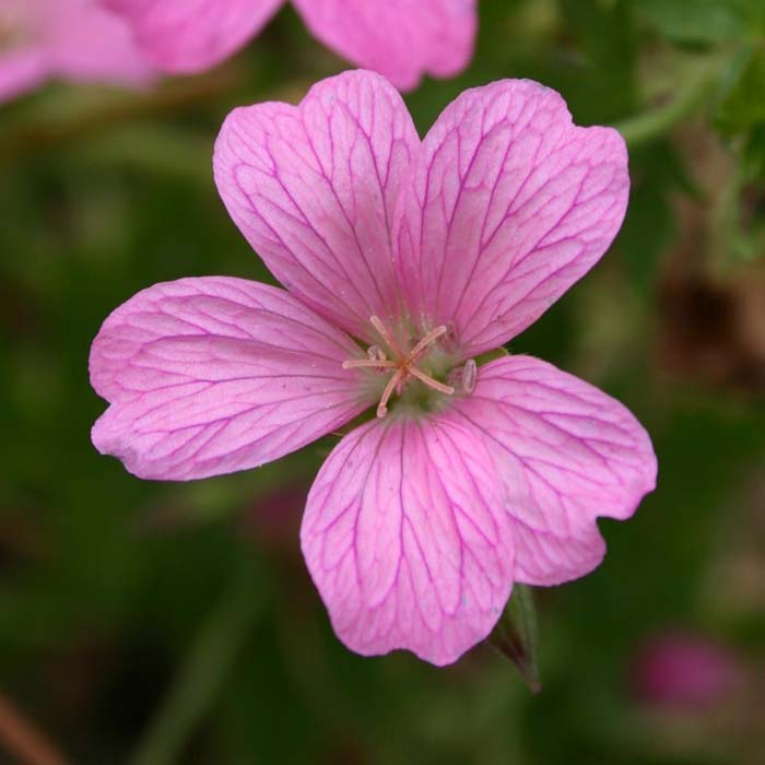 Hardy Geranium #pinkperennials #perennialflower #decorhomeideas