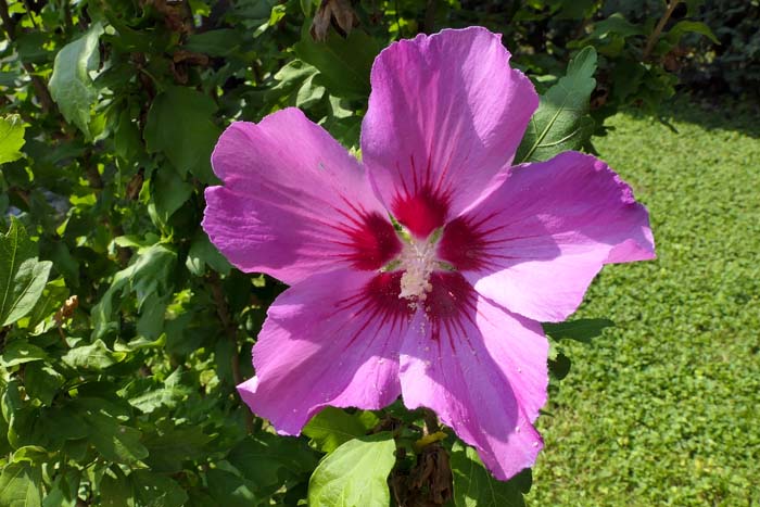 Hardy Hibiscus #pinkperennials #perennialflower #decorhomeideas