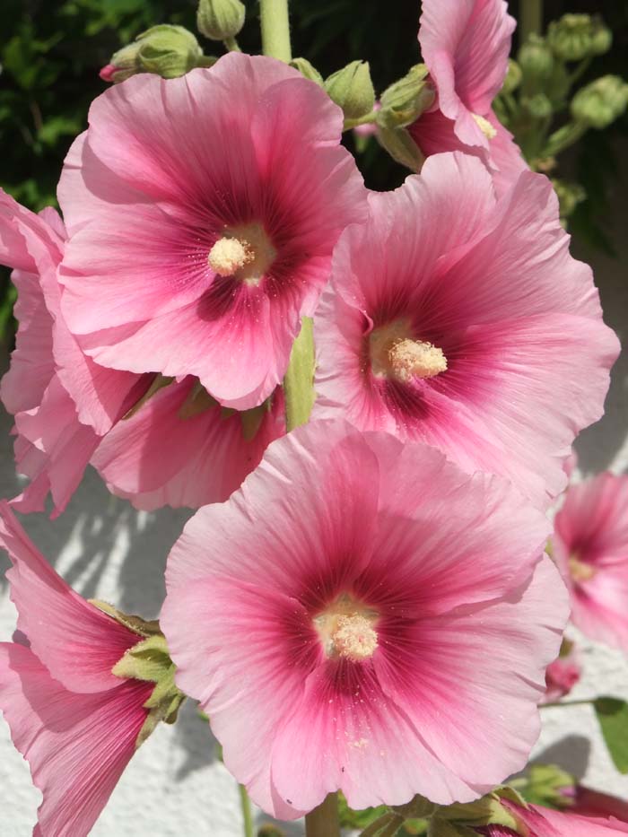 Hollyhocks #pinkperennials #perennialflower #decorhomeideas