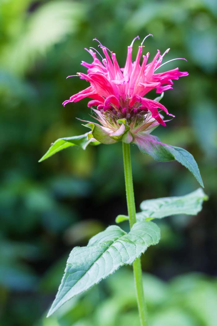 Horsemint #mosquitorepellingplants #decorhomeideas