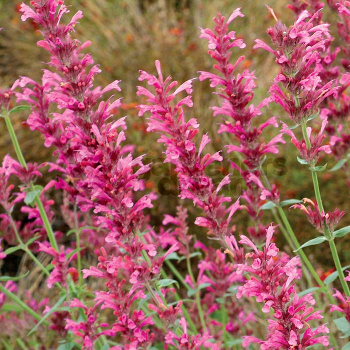 Hyssop #pinkperennials #perennialflower #decorhomeideas